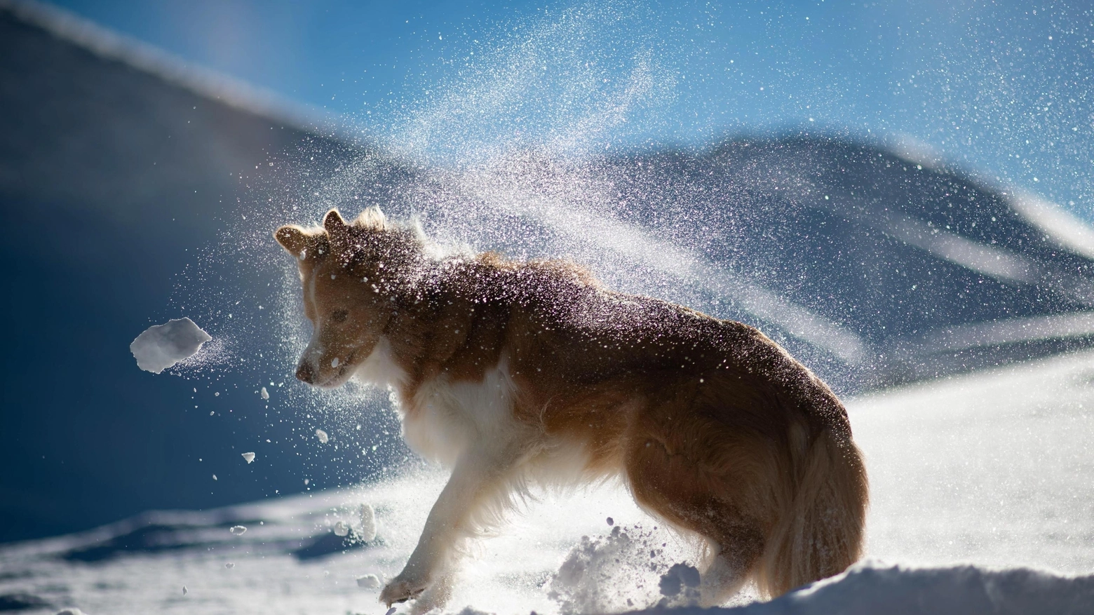 Un cane tra la neve (Ansa)