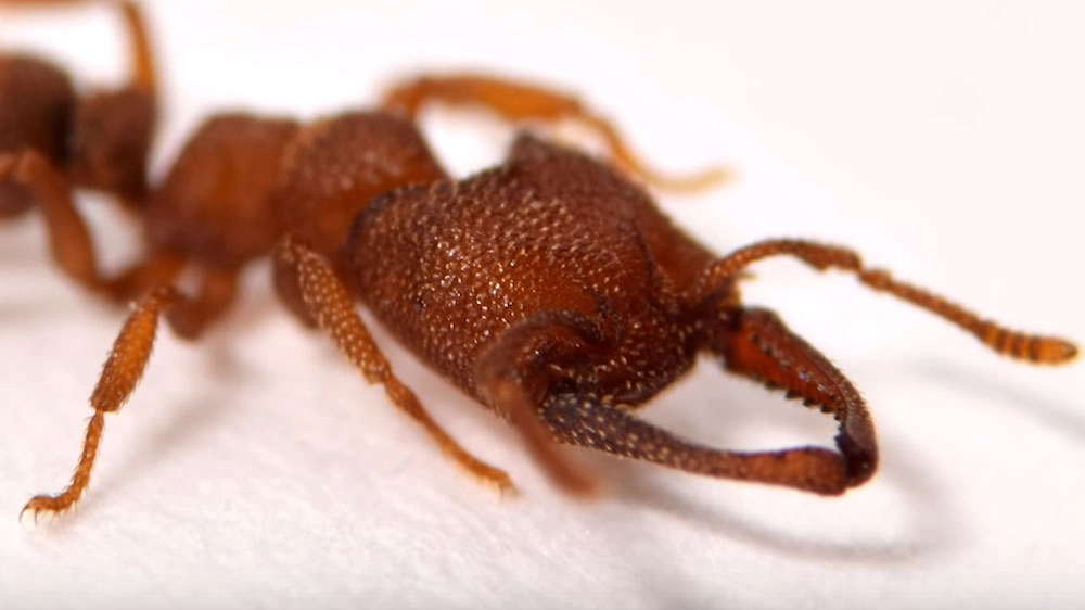 Uno screenshot del video sulle formiche vampiro – Foto: Ant Lab