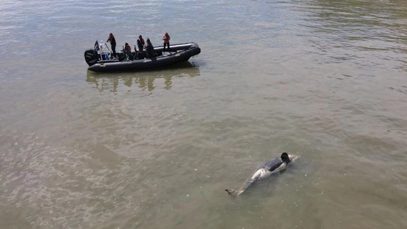 L'orca della Senna trovata morta stamane 