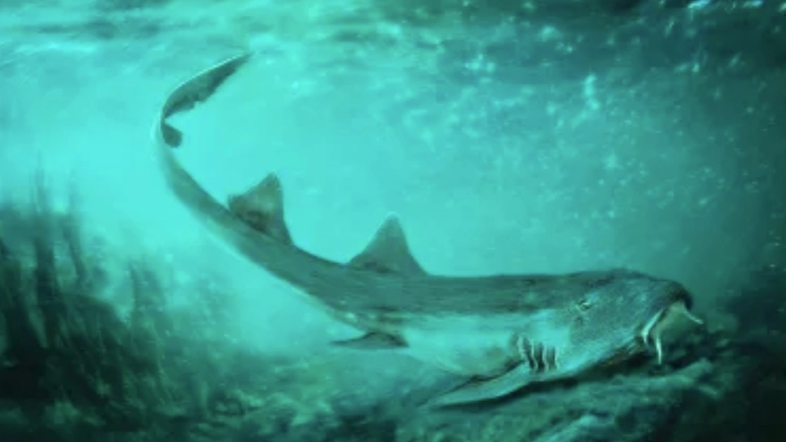 Rendering di uno squalo Galagadon (Field Museum)