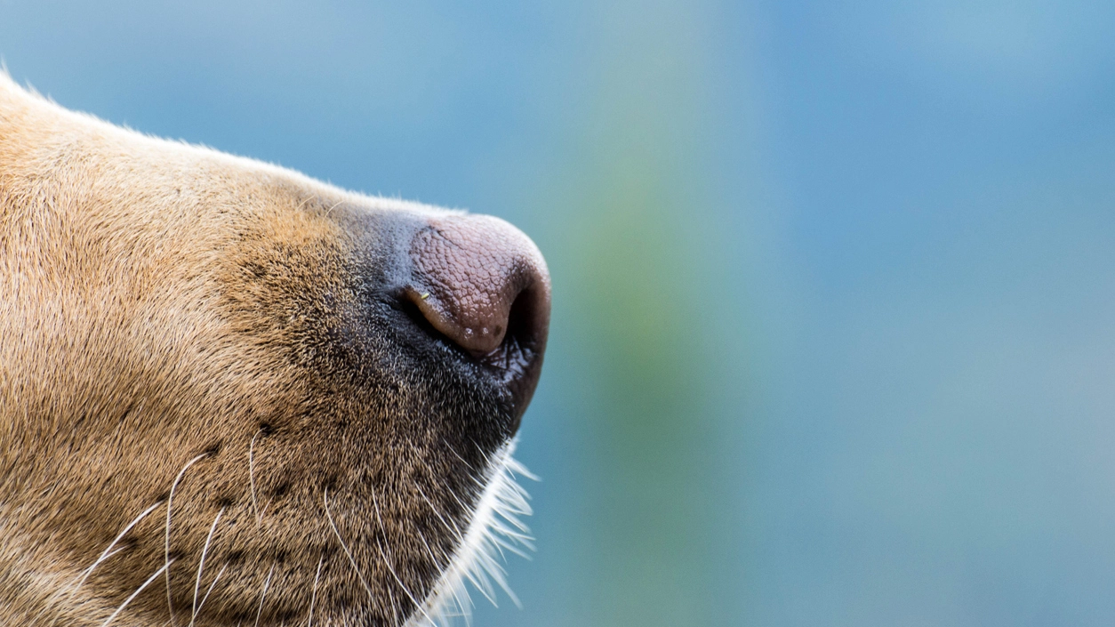 L'olfatto canino può proteggere anche la natura