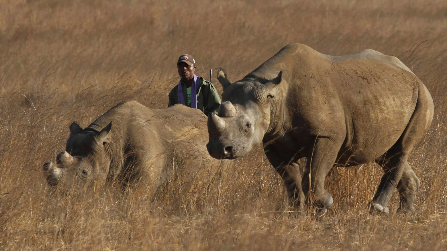 Rinoceronti africani in una foto Reuters