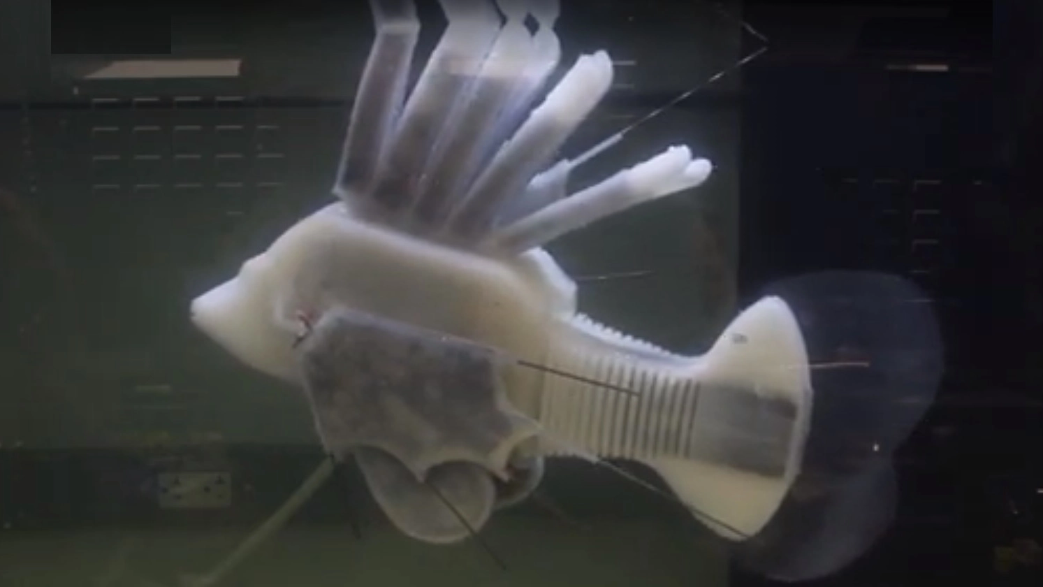 Pesce robot, Cornell University
