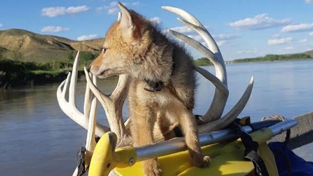 L'avventura in gommone del piccolo coyote - Foto: instagram/wrsosaskatchewan