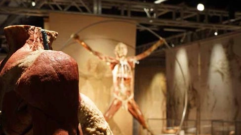 Una delle tante riproduzioni ispirate ai disegni anatomici di Leonardo