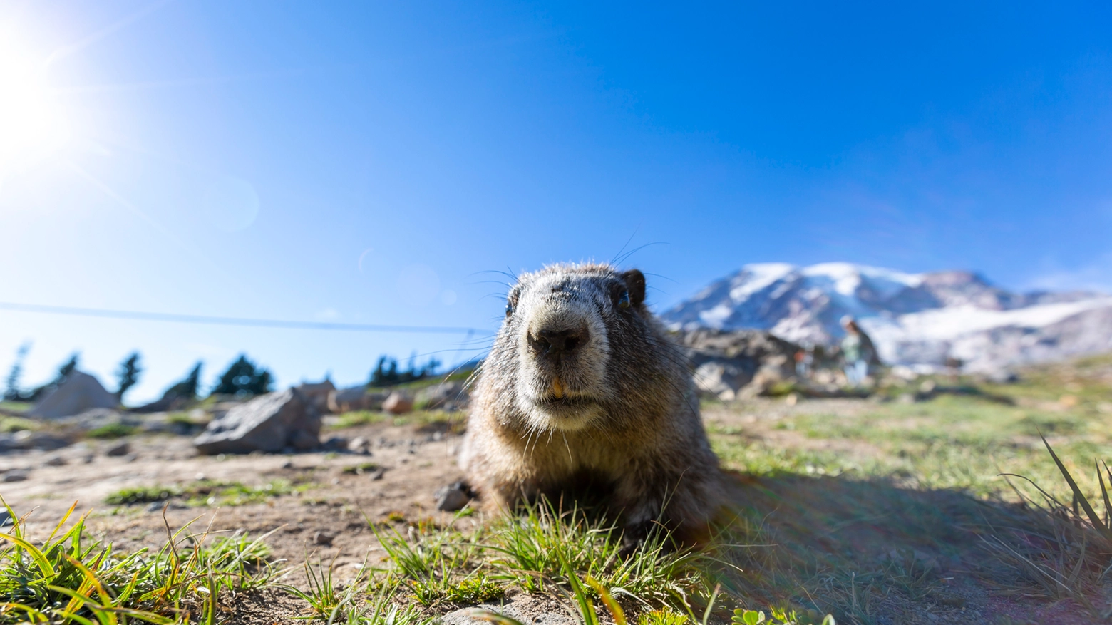 Giorno della Marmotta (Crediti iStock Photo)