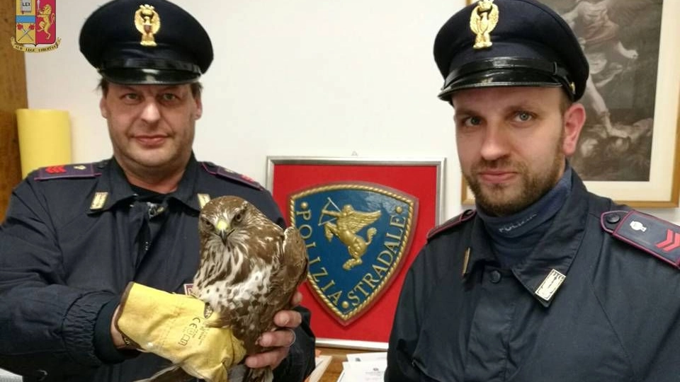 Il falco pellegrino salvato dalla polizia stradale