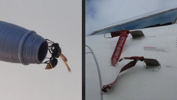 Pachodynerus nasidens, o vespa buco della serratura (Keyhole wasp)