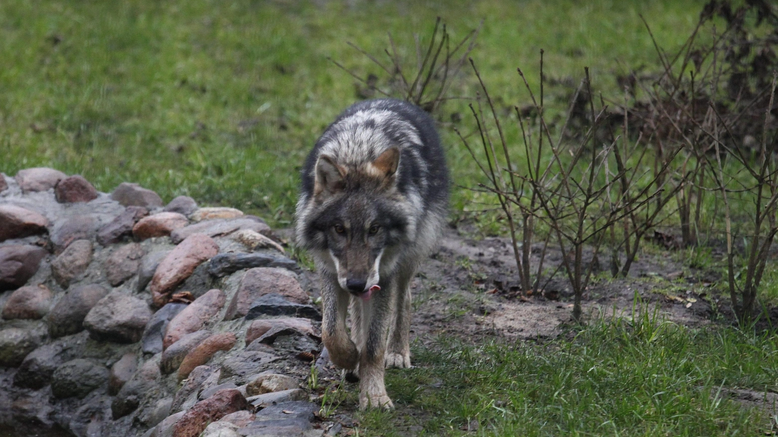 Escursione sulle tracce del lupo in Oltrepò Pavese
