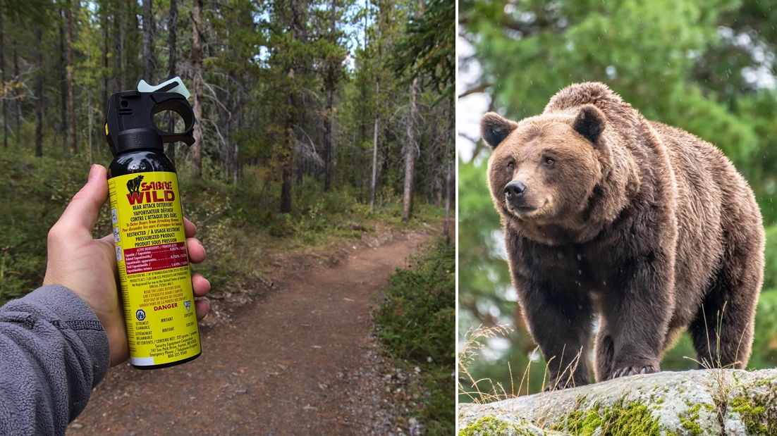 Spray anti orso: via libera per la Forestale in Trentino
