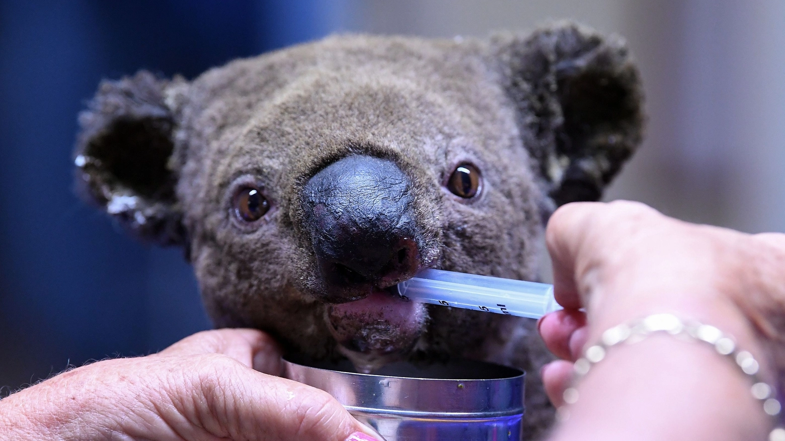Un koala disidratato viene curato a Port Macquarie (LaPresse)