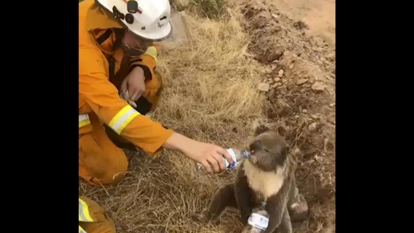 Un koala salvato dai vigili del fuoco (Ansa)