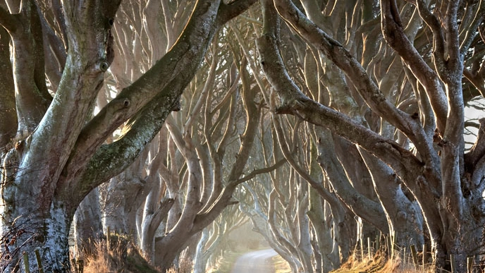 La foresta di Dark Hedges, in Irlanda del Nord - Foto Stephen Emerson/Alamy