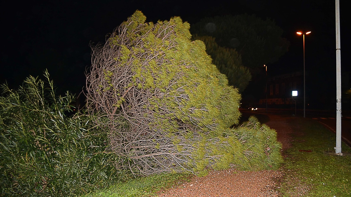 Davanti alla caserma Vannucci cade un albero (foto Lanari)