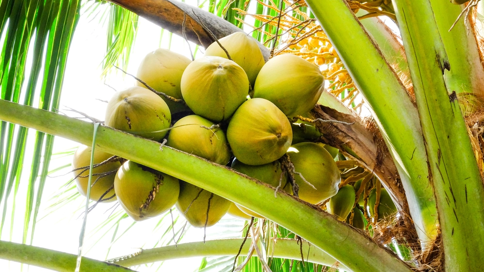Al posto della retta, noci di cocco: succede a Bali