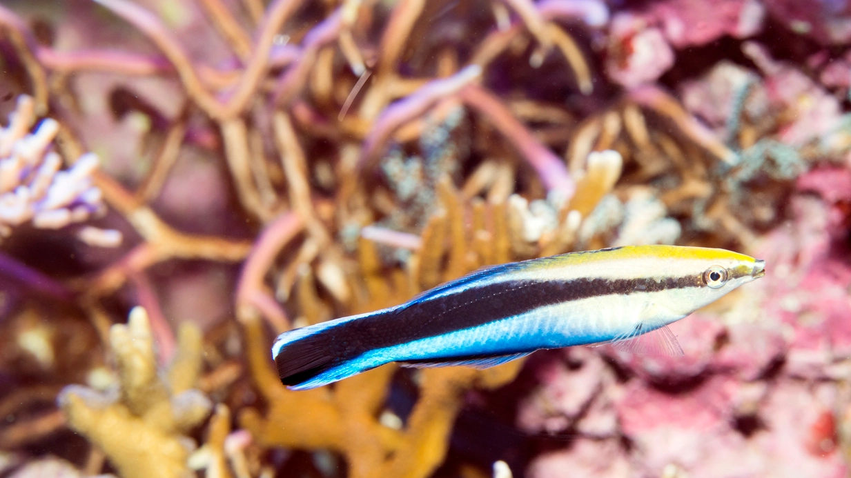 Un esemplare di pesce pulitore (Foto: marrio31/iStock)
