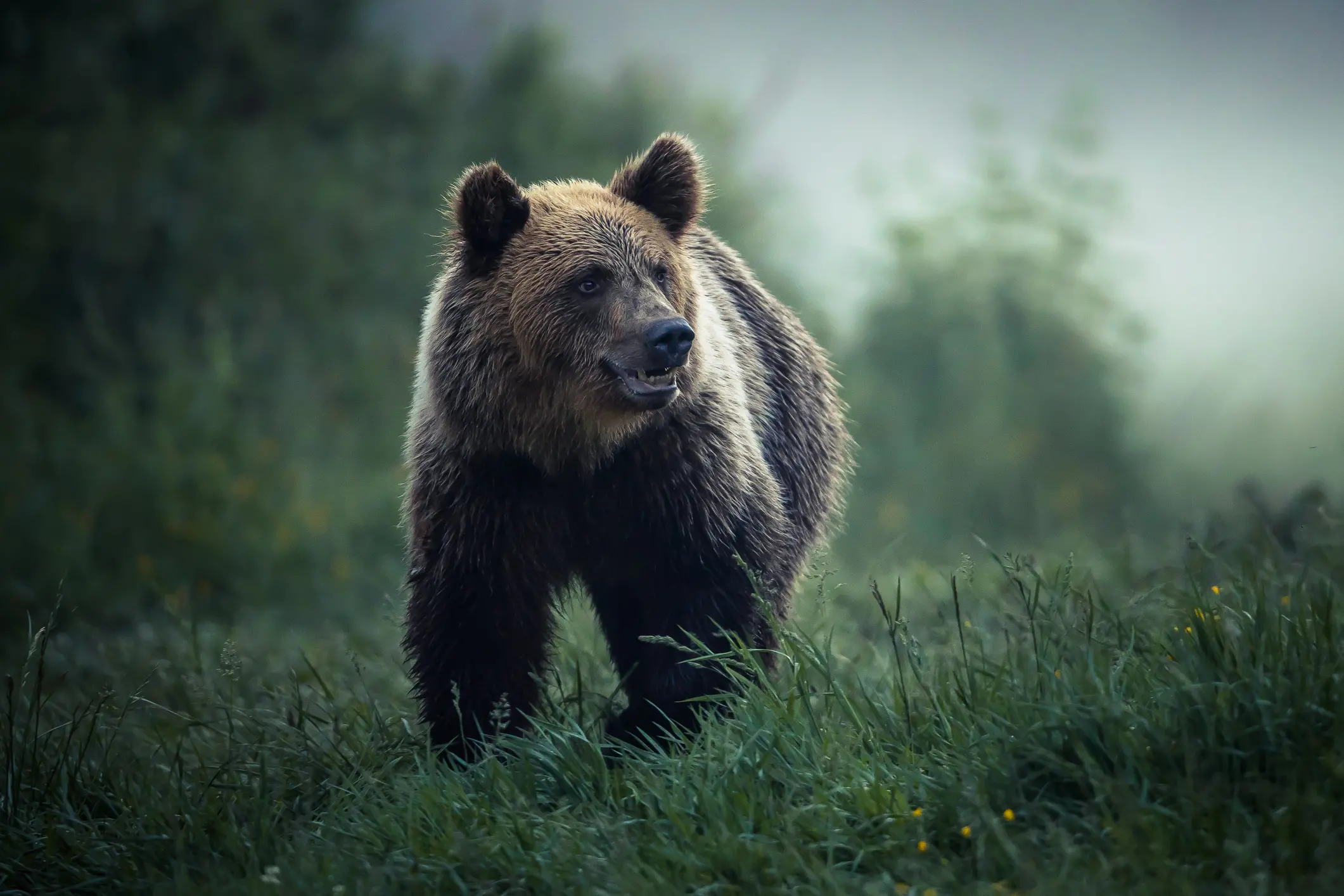 Spray anti orso: dopo il runner ucciso le richieste per renderlo