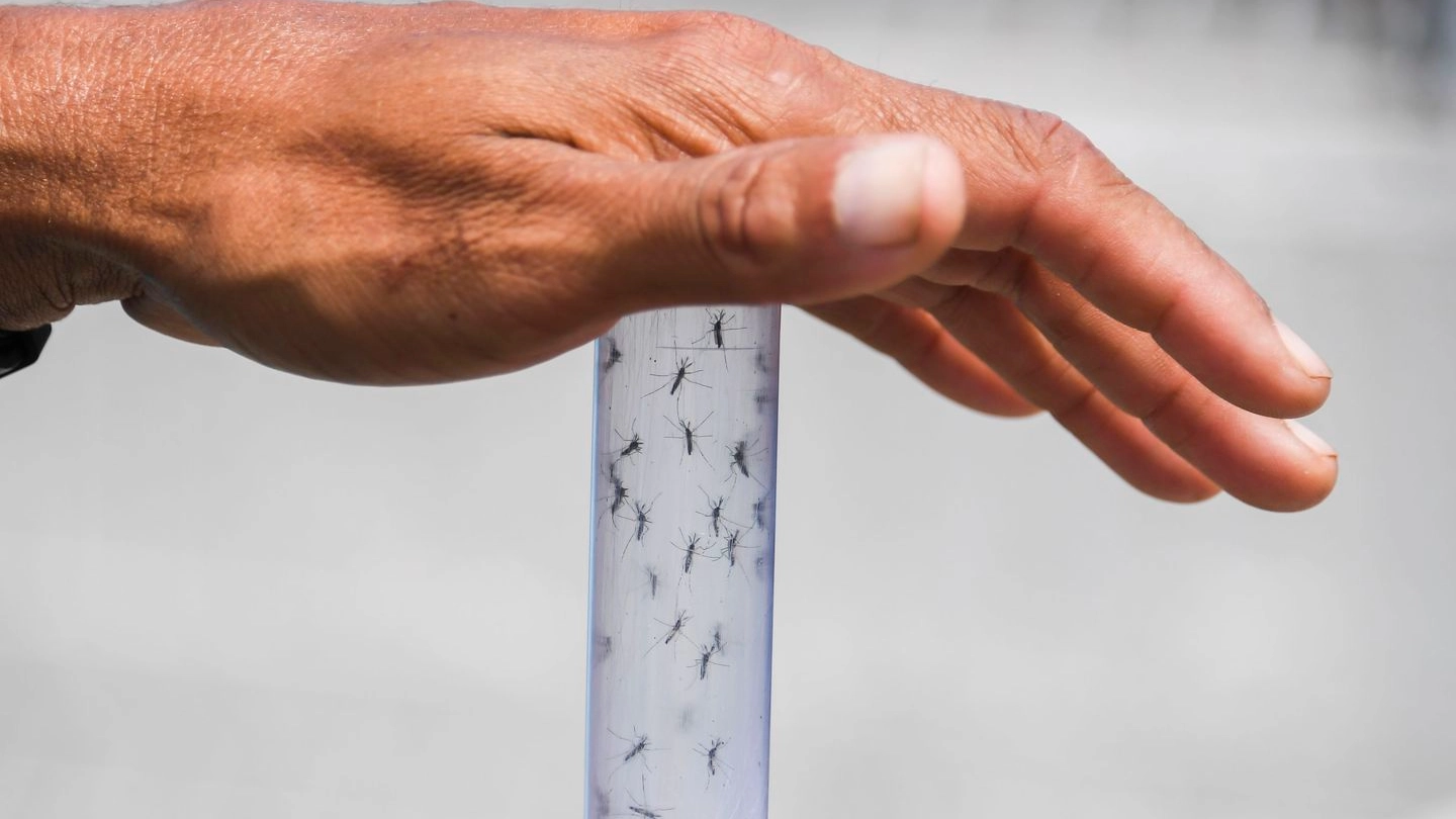 Zanzare infettate con un batterio che elimina dengue, Zika e Chikungunya (Afp)