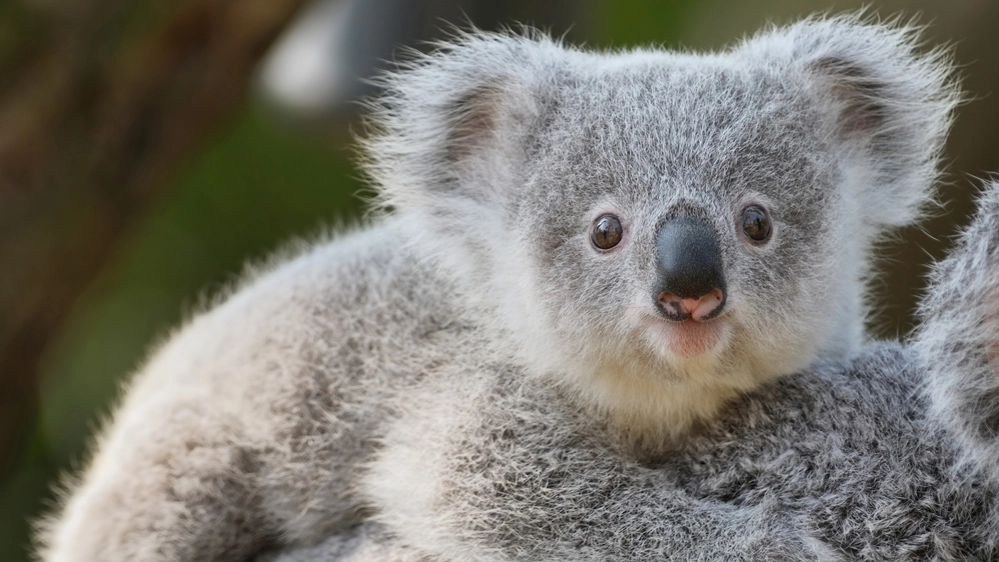 Le foto e i video più belli degli ospiti degli zoo australiani