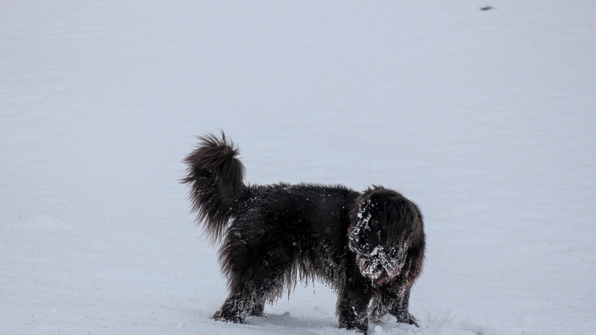Cane nella neve in una foto L.Gallitto