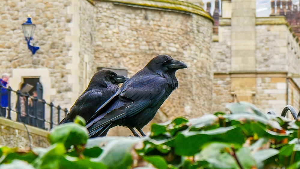 I famosi corvi della Torre di Londra