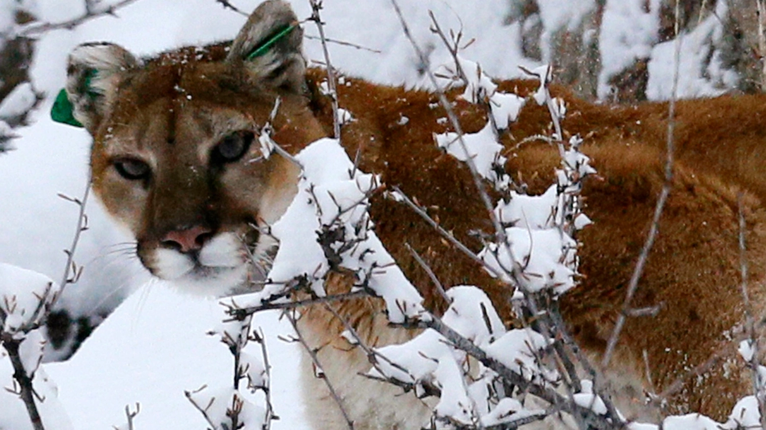 Puma nella neve in una foto Reuters