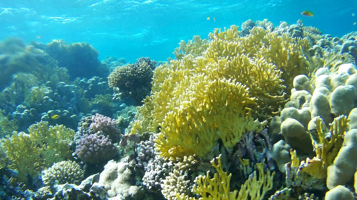 Un giardino di coralli (Foto: DKart/iStocK)