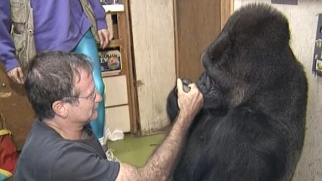 La gorilla Koko incontra Robin Williams (YouTube)