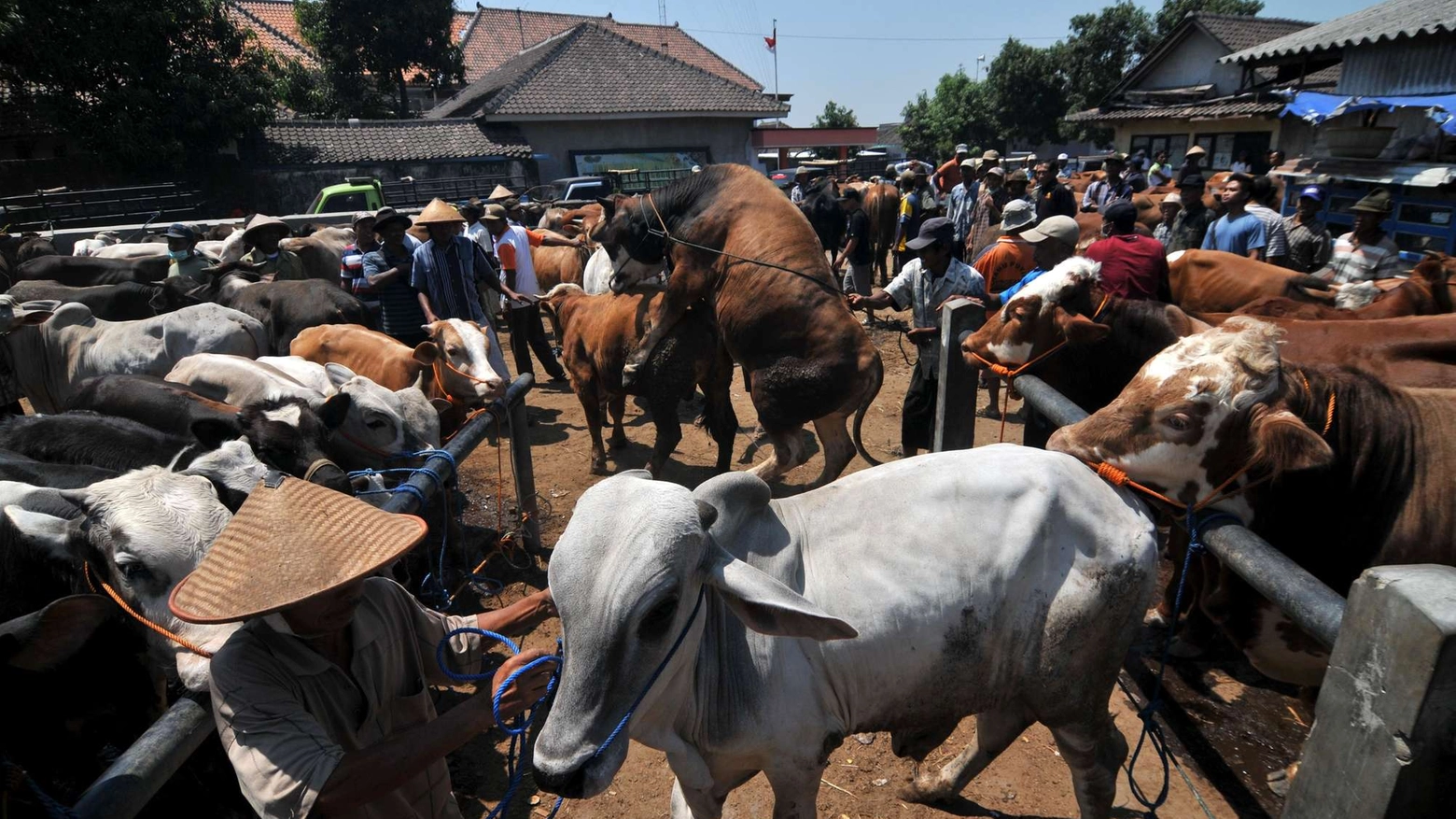 Mercato di animali in Indonesia per la festa del sacrificio (Olycom)