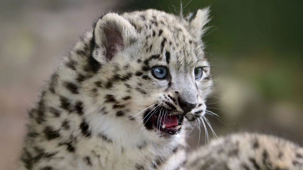 Cucciolo di leopardo delle nevi - Foto: Freder/iStock