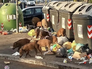 Topi, cinghiali e serpenti: la giungla urbana di Roma spiegata dallo zoologo Cignini. “Agli animali piacciono i rifiuti e la città ne offre in abbondanza”