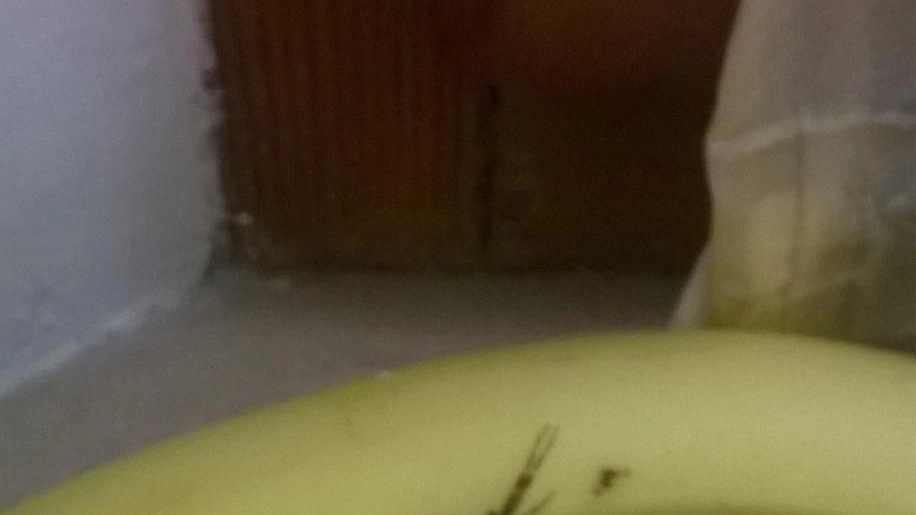 Ancona, il ragno trovato tra le banane