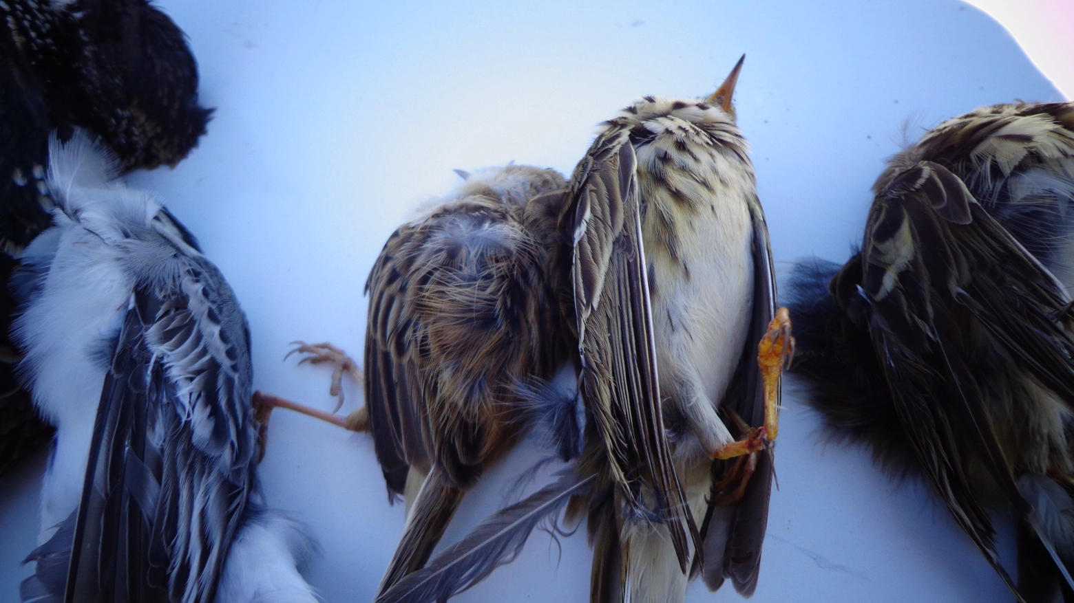 Alcuni degli uccellini uccisi