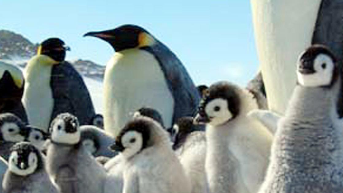 «Los pingüinos emperador están en peligro de extinción dentro de 80 años», son los efectos del calentamiento global