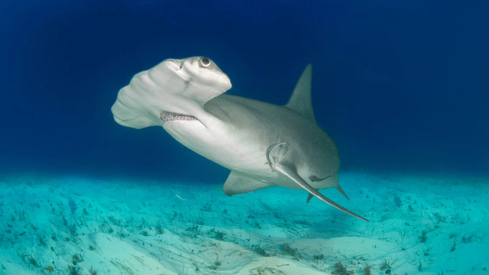 Un esemplare di squalo martello