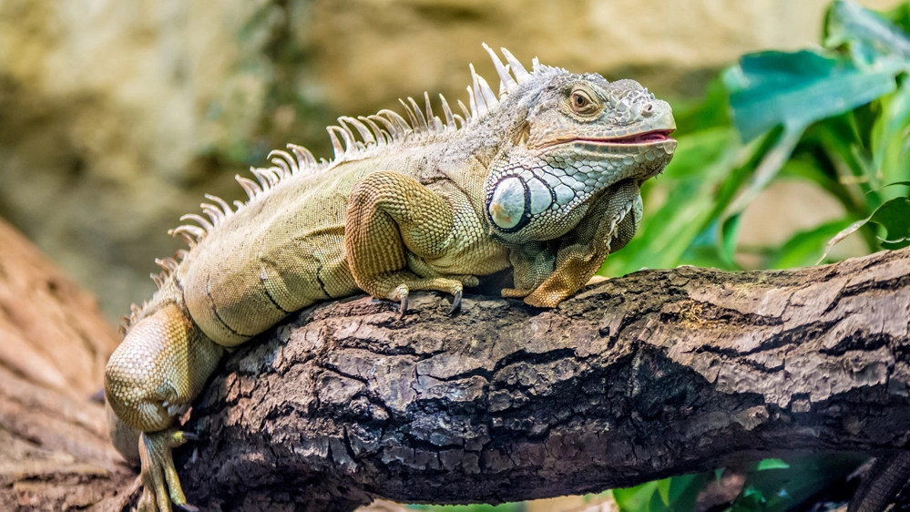 È possibile scambiare un croissant per un'iguana?