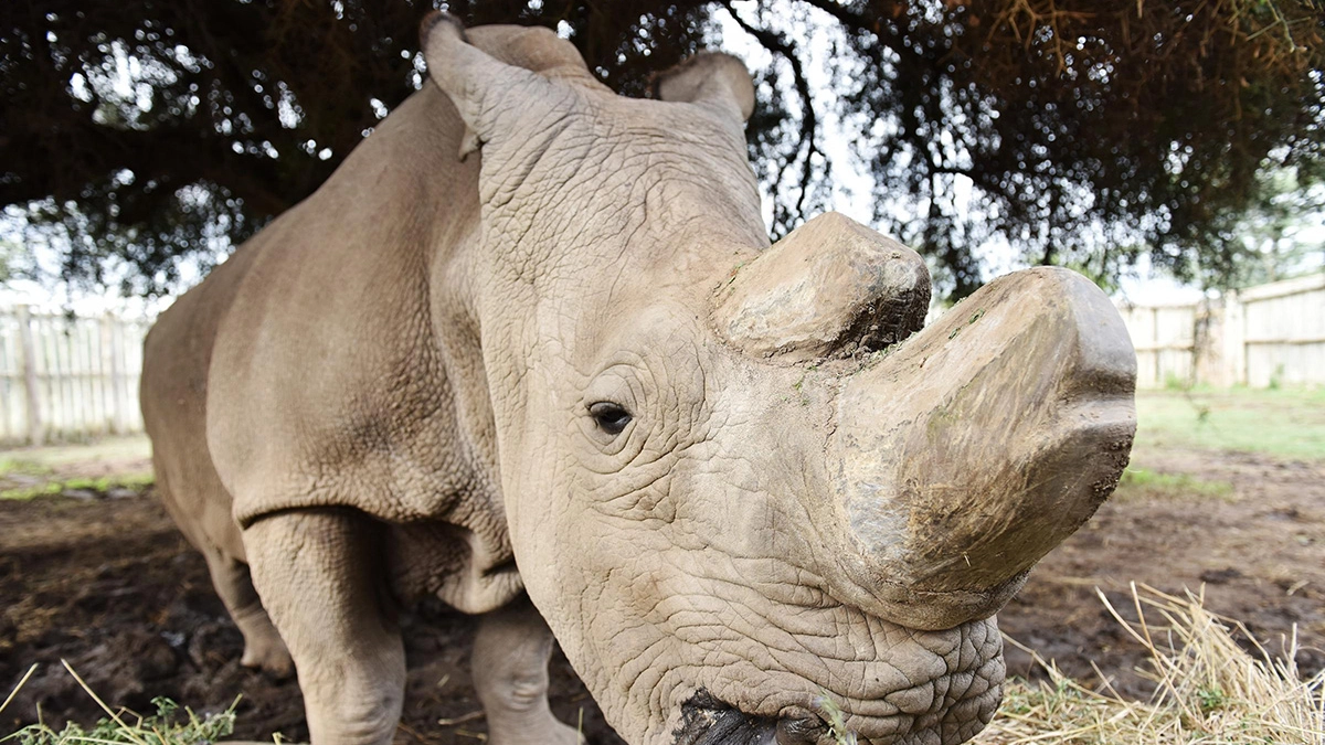 Il rinoceronte Sudan è morto all'età di 45 anni (Foto: LaPresse/XinHua)