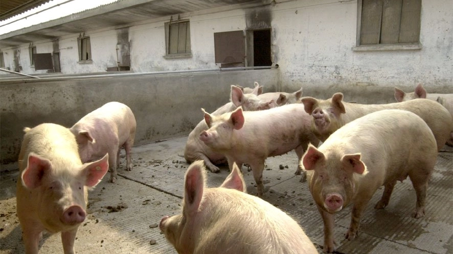 Un'immagine di alcuni maiali in un allevamento 