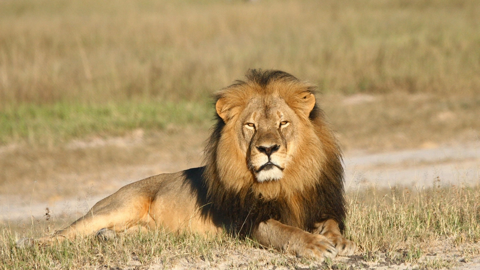 Cecil, il leone ammazzato da un ricco americano (Ansa)