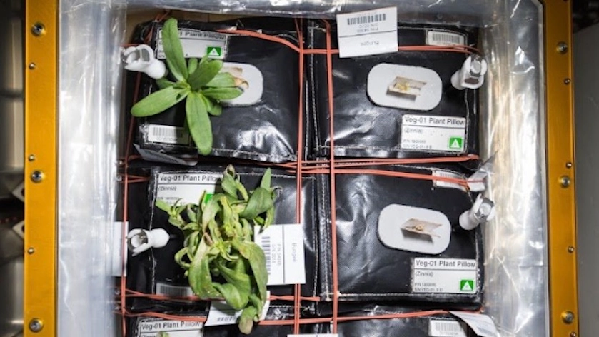 Le piante di peperoncino che la NASA coltiverà sulla ISS