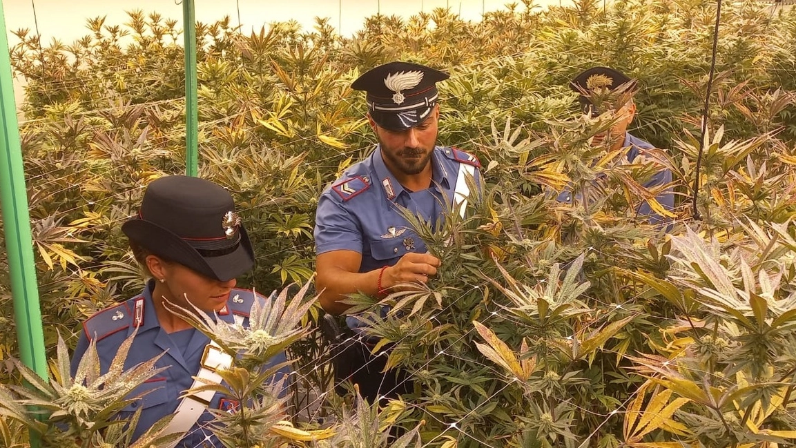 Piantagione di cannabis nascosta in un capannone industriale