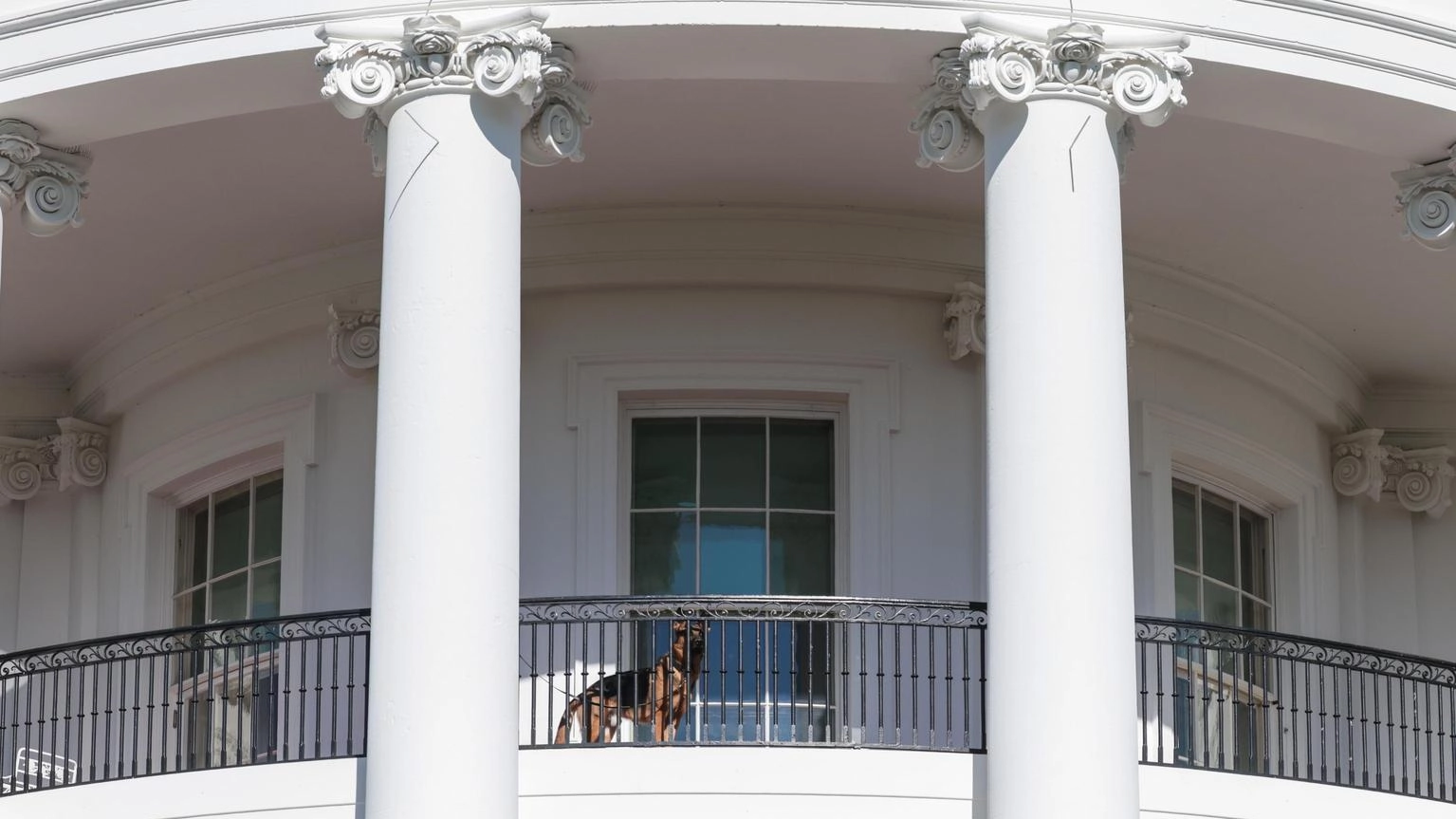 Un cane di Biden morde un altro agente del Secret Service
