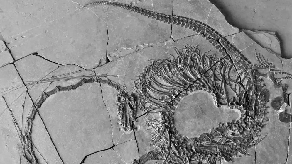 Ritrovato il fossile di un drago vissuto 240 milioni di anni fa