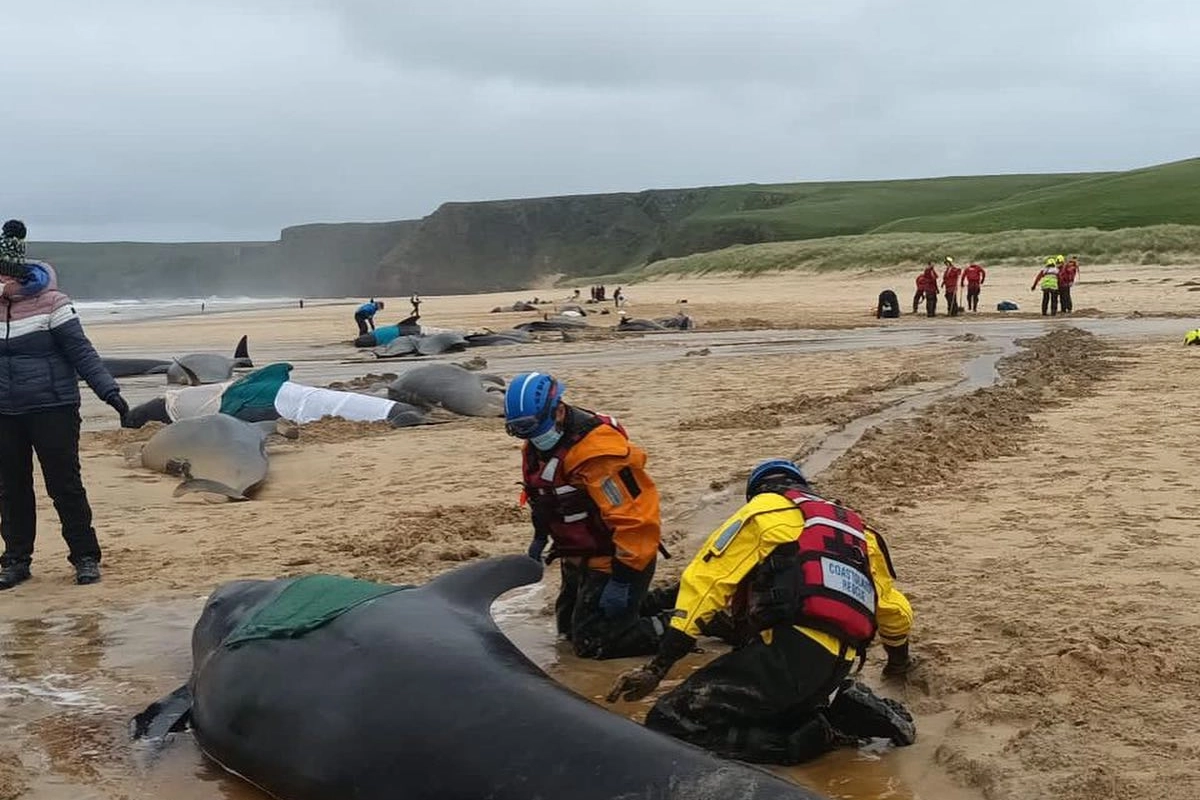 Strage di cetacei in Scozia (British Divers Marine Life Rescue su Facebook)