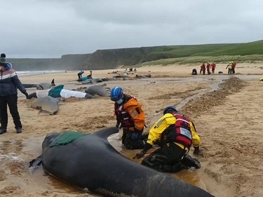 Balene pilota, strage sull’isola di Lewis (Scozia). Perché si sono spiaggiate?