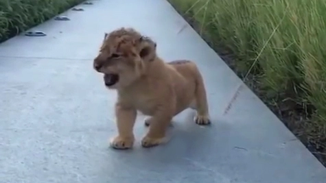 Cucciolo di leone