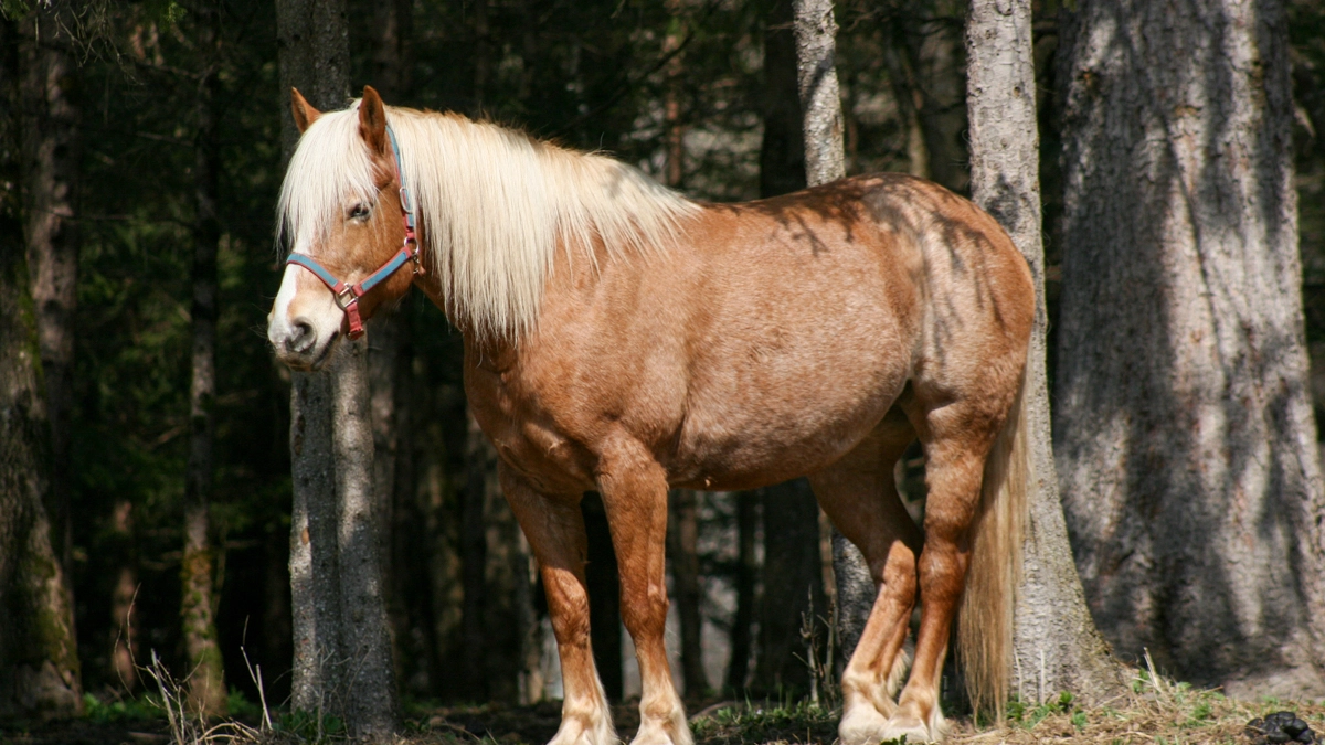 Cavallo in una foto L.Gallitto