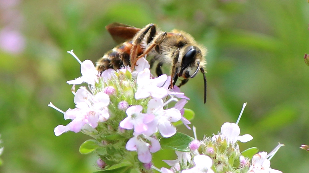 La Slovenia è la capitale europea dell'apiturismo - Foto: Socha/iStock