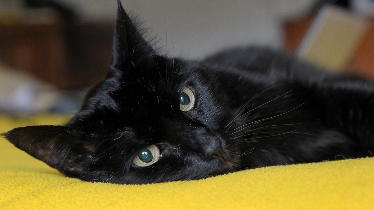 Gatto nero casalingo (Foto L.Gallitto)