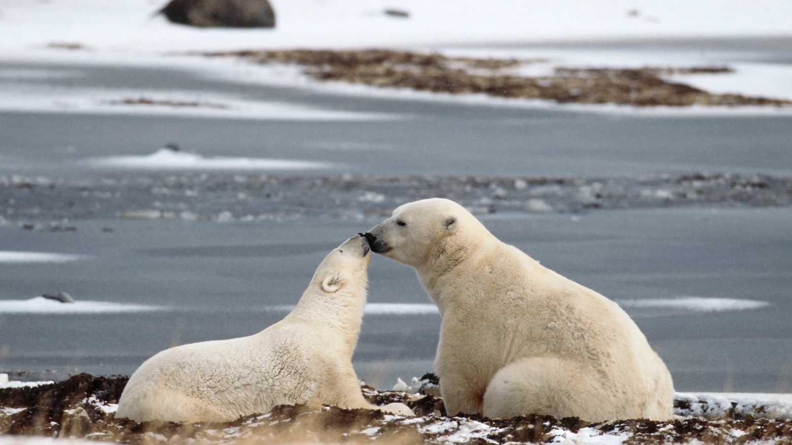 Orsi polari in una foto del WWF